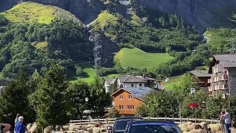 The sheep spend the whole summer on the mountaintop pasture