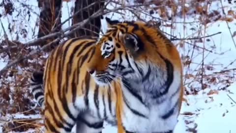 Gorilla vs Tiger Fight || funny and furious expression of wild animals