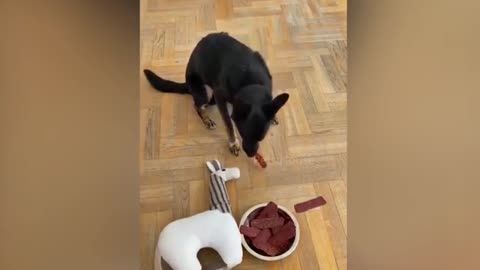 Dogs make amazing reaction when dog cake is cut