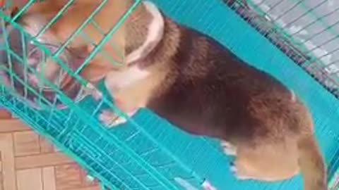 This dog has been paving and coming out Very fantastic funny videos viral