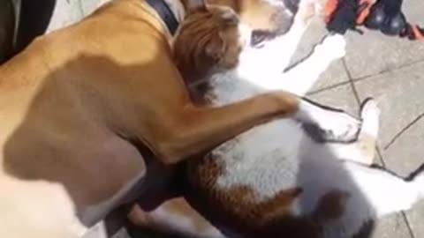 Dog and cat buddies lovingly hug each other