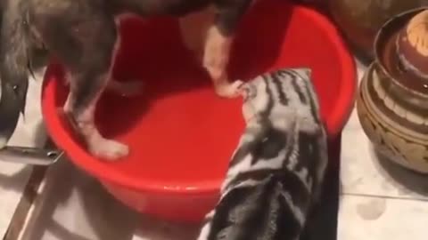 A big home cat stop a Dog to play in toilet water