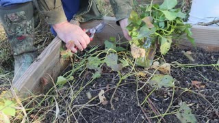 Can you save sweet potato plants?