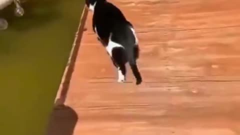 Funny animals videos..😂🐱