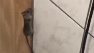 Mouse Held at Bay with Broom