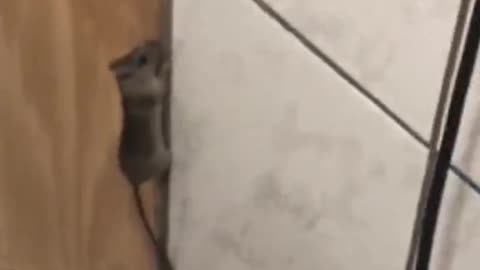 Mouse Held at Bay with Broom