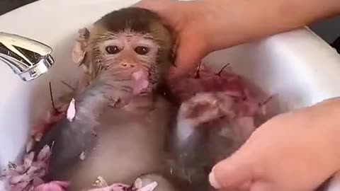 Cute monkey 🐵 taking shower