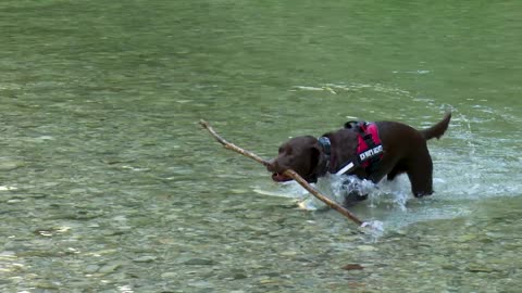 Labrador Dog Water Retriever Nature