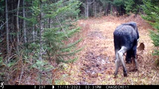 Two Bull Moose Put on a Show in Front of Trail Cam