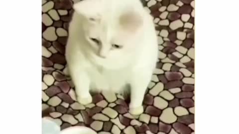 CAT REACTION FOR DIRTY COLD DRINK