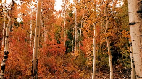 Autumn Trees Nature Forest Birch Trees