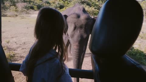 Back view happy little girl child is watching big mature elephant