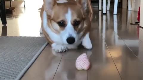 cute corgi