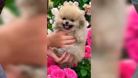 Cute animals video very sweet cat and dog funny video