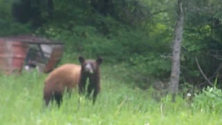 Bear at the cabin eating red clover, and grass