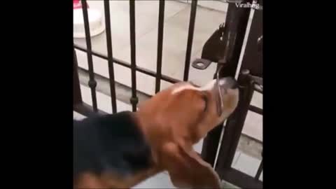 Dog Tries to Open Kennel and Finally Succeeds