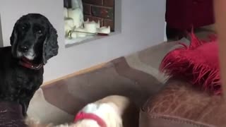 Brown and white dog catches circle ring snack in mouth