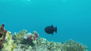 Reaction of a fish when chased by a scuba diver