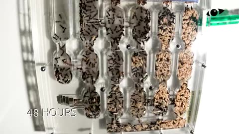 Ants Moving Into AntsCanada Ant Nest Timelapse