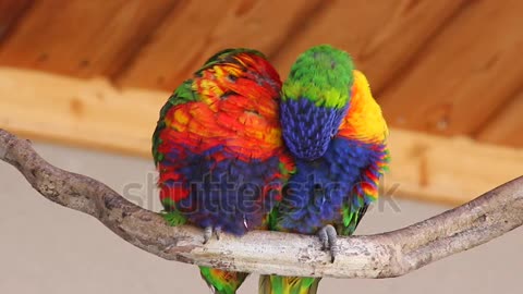 A pair of Loving Rainbow Lorikeet