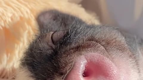 Little Pig - BIG snore!