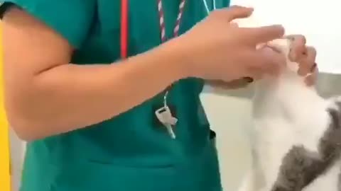 kind veterinarian