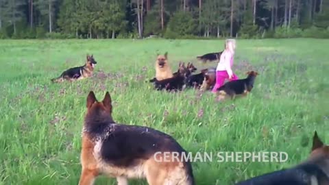 Extreme Trained & Disciplined German Shepherd Dogs!