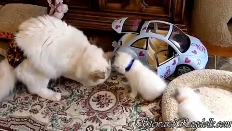 Funny cat video