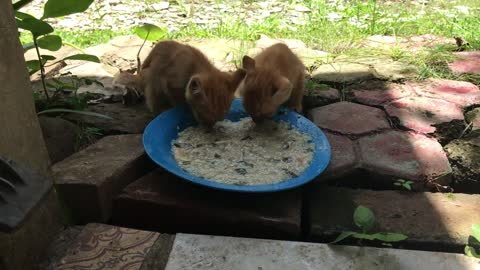 Kittens Having Their First Soft Food Diet!