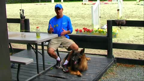 Learn how to train your dog in fun way as they are trained in dog trainning.