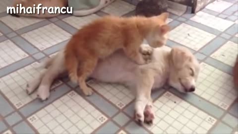 Funny vdieo Funny Puppies