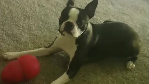 Brown dog laying on ground barks at owner