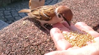 A Sparrow Shares Its Food