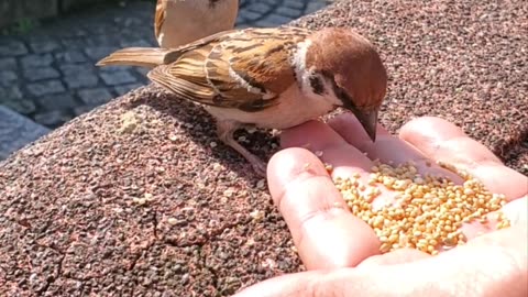 A Sparrow Shares Its Food