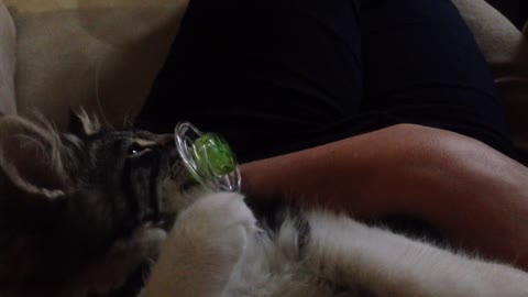 Couch Potato Cat Watches Television With A Pacifier In Her Mouth