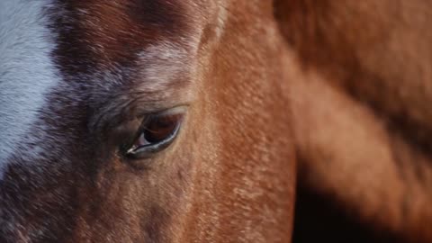 close_up_video_of_a_horse