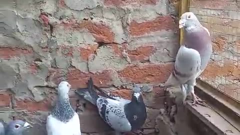 Beautiful pigeon breeder pair best flying