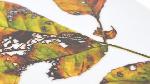 How to Paint A Fall Leaf on A Porcelain Platter