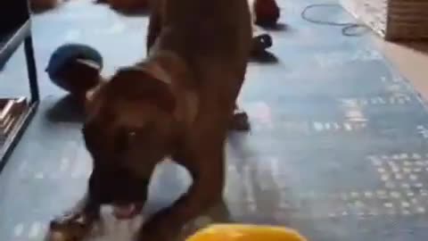 Dog hilarious reaction when owner offers him to taste lemon