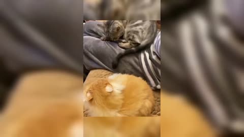 Cat vs Cat 🐈🐈🐈🐈🐱🐱🐱 Funny video |Funny video|Funny Cat Video