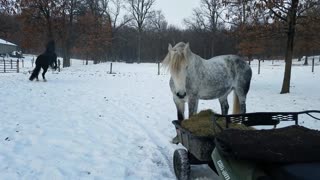 Happy horses playing in snow