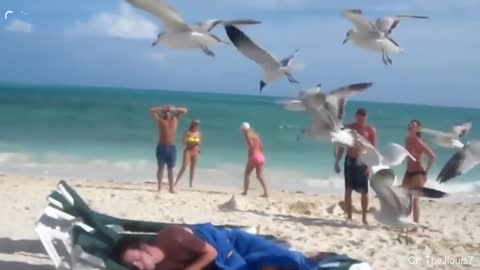 Terrible seagulls