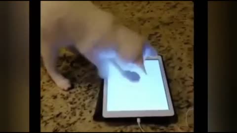 Funny Videos Animals 2020 #001 AnimalFunWorld