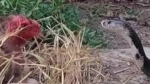 Mother Chicken Protect Their Babies To Hungry Cobra