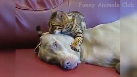 Funny Animals Video - Best Cats😹 and Dogs🐶 Videos of the Week 2022!