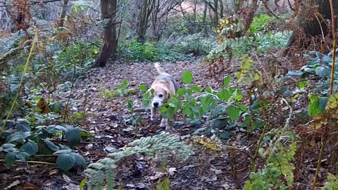 Doggie Diaries #19 - autumn woods