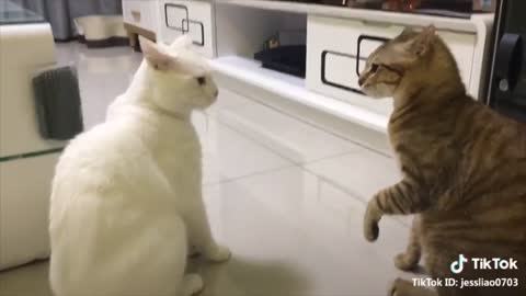 Funny Cats talking !! these cats can speak english better than hooman.mp4