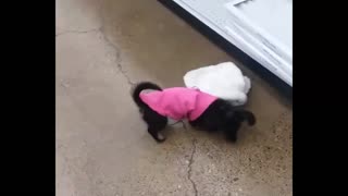 Fluffy puppy wanted to expand her wardrobe