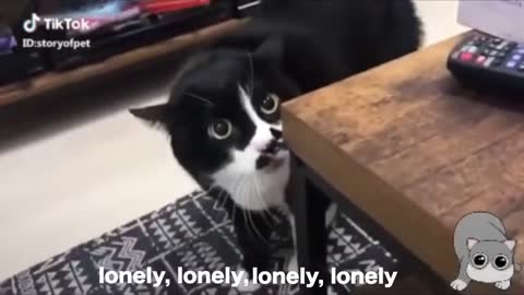 Lovely Cat, black cat, cats, funny cats aaaa