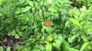 Orange butterfly looking for nectar